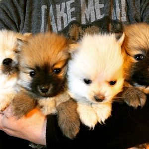 Meet your Posher, Daisy